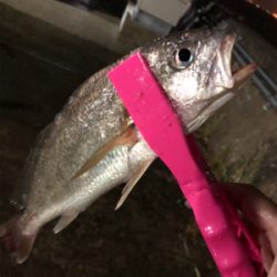 ウキ釣りと引き釣り