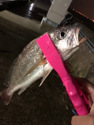 ウキ釣りと引き釣り