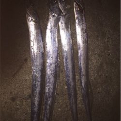 テンヤで太刀魚ゲーム