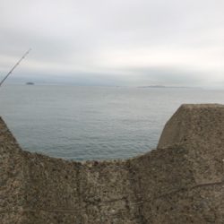 お久しぶりハマチ