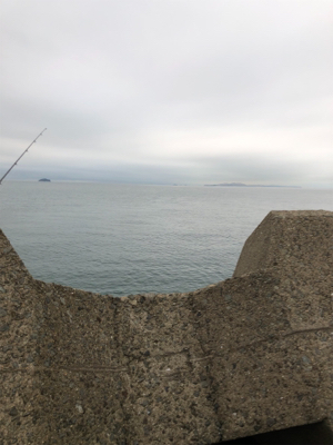 お久しぶりハマチ