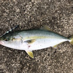 4目達成！満足釣行！