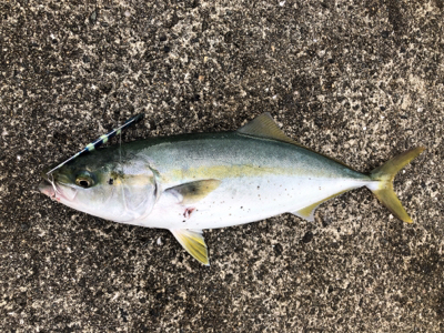 4目達成！満足釣行！