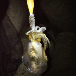 連日のアオリ釣り(^｡^)