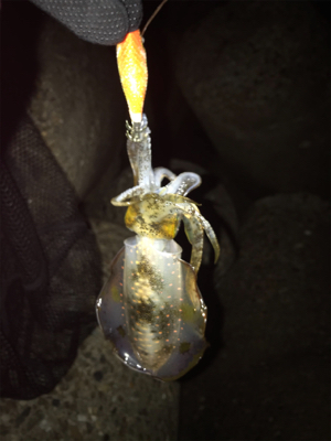 連日のアオリ釣り(^｡^)