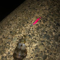 秋の月夜エギング