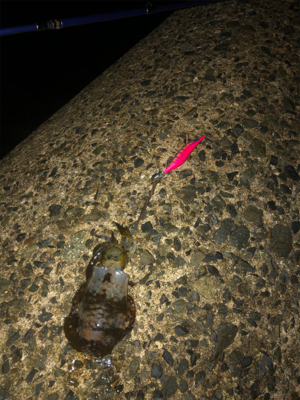 秋の月夜エギング