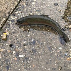 大雨は吉とでるか凶とでるか！？