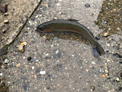 大雨は吉とでるか凶とでるか！？