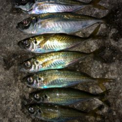 なんとか釣れたヨ