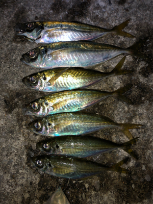 なんとか釣れたヨ