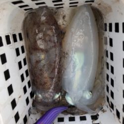 ティップランで数釣り