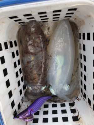 ティップランで数釣り