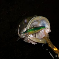 たぶん居るのに