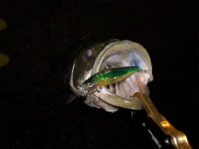 たぶん居るのに