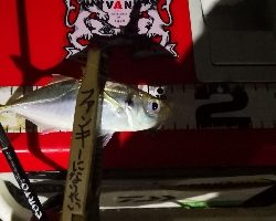 アジング練習 40