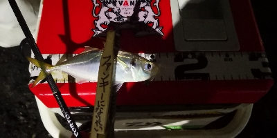 アジング練習 40