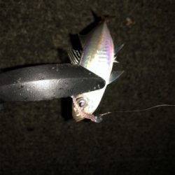 仕事帰りアジング♫