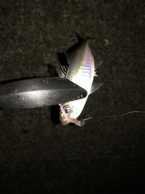 仕事帰りアジング♫