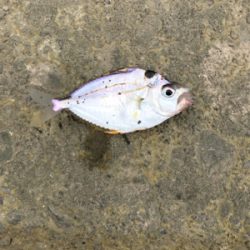 四日市近辺で青物