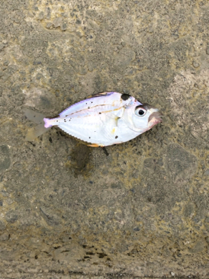 四日市近辺で青物