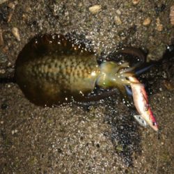 小雨の中エギング