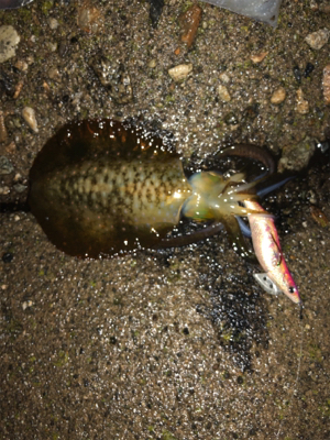 小雨の中エギング