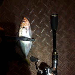 アジング 良型連発