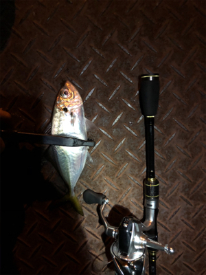 アジング 良型連発