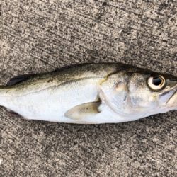 周りは青物ラッシュ！