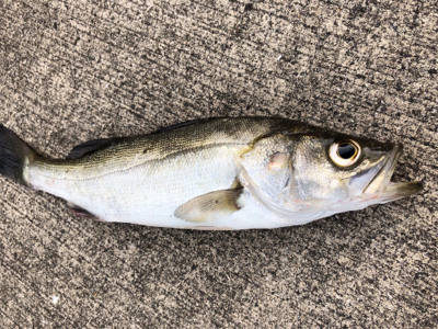 周りは青物ラッシュ！