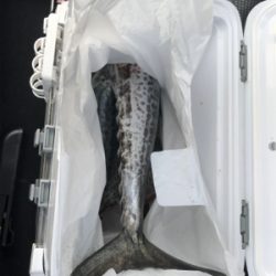 ハマチ（ツバス）狙いが…