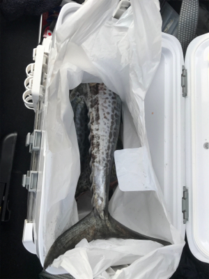 ハマチ（ツバス）狙いが…