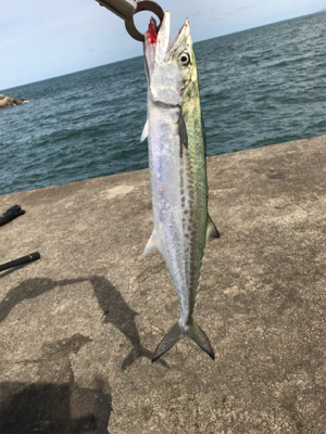 やっぱりショアジギングは面白いっ！