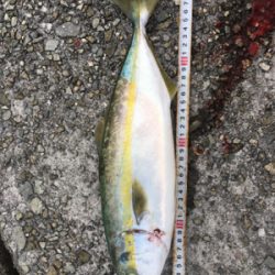 どうにかタチウオ&ハマチ