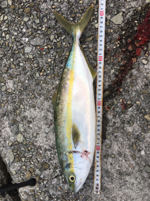 どうにかタチウオ&ハマチ