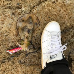 なんでやー　アオリー　