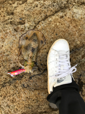 なんでやー　アオリー　