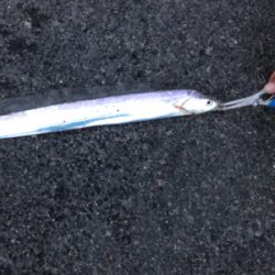 親父たちの釣行　近場編