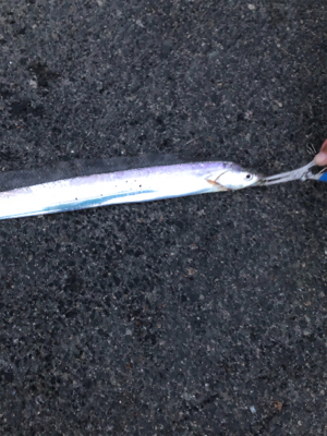 親父たちの釣行　近場編