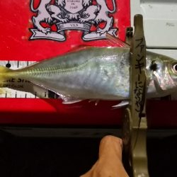 アジング練習 41