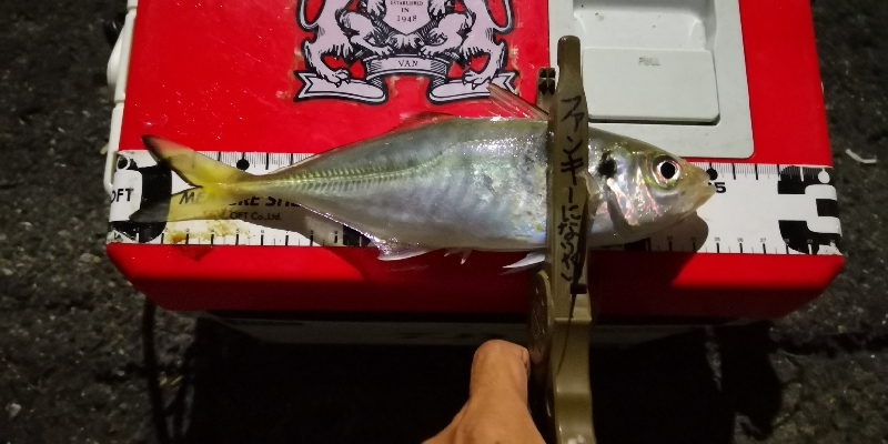 アジング練習 41