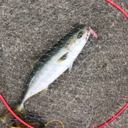 タチウオ、ハマチ