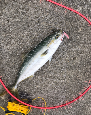 タチウオ、ハマチ