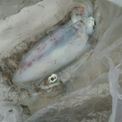 アオリイカ2杯。1バラシ