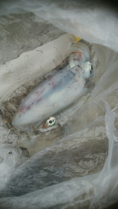 アオリイカ2杯。1バラシ