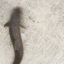 出勤前１時間釣行