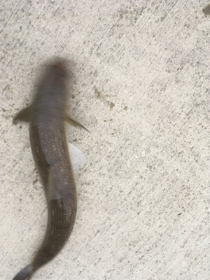 出勤前１時間釣行