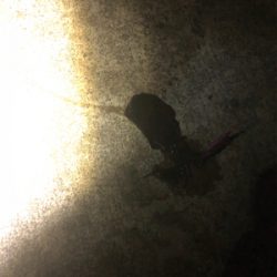 なんとか坊主はまぬがれた。