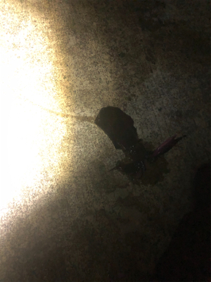 なんとか坊主はまぬがれた。